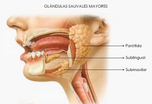 glándulas salivales